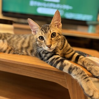 甘えん坊な男の子　ぐみ４ヶ月✨