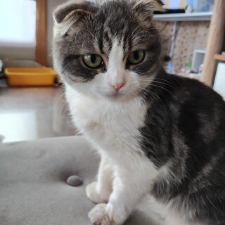 スコティッシュ