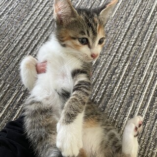 9月4日保護　きじミケの女の子です