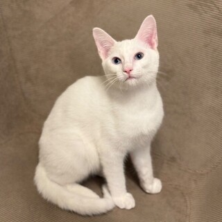 【10/19東銀座】ハクくん★５ヵ月♪