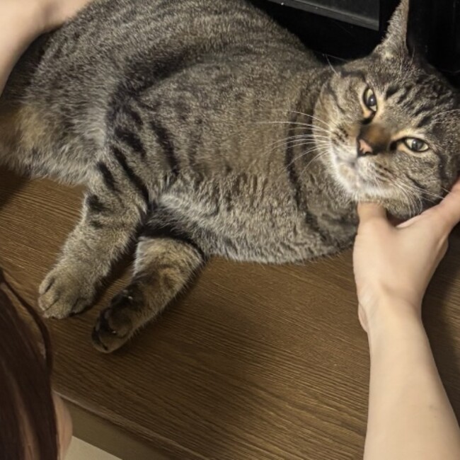 Nayumiのカバー写真