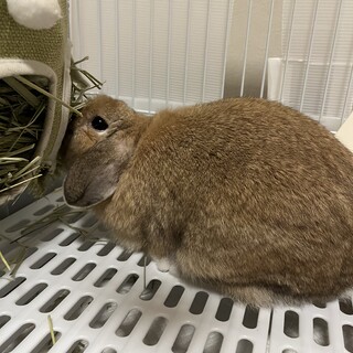 ホーランドロップ2歳女の子