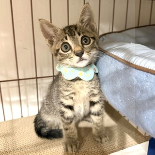 【人慣れレベル：強】甘えん坊のキジトラ子猫