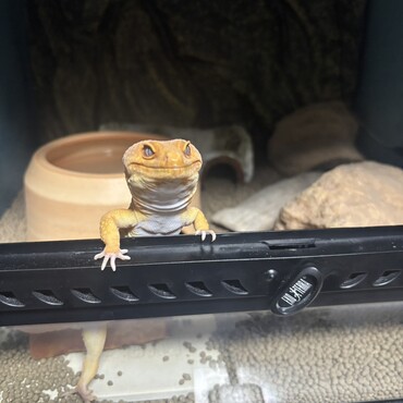 いよかんの写真