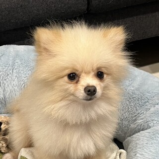 ピョンピョン跳ねて元気いっぱい！ポメチワのライフ君