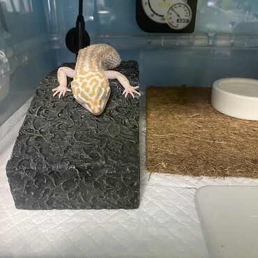 の写真