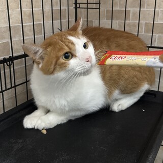 イケメン茶白にゃんこ