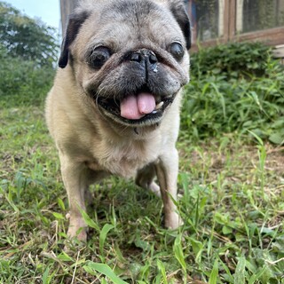 ほんわか穏やかなパグの女の子