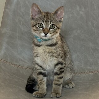 8/13最新 原因不明の多飲多尿の男の子