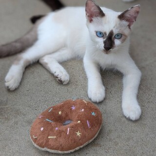 顔の真ん中の黒い模様が可愛い男の子