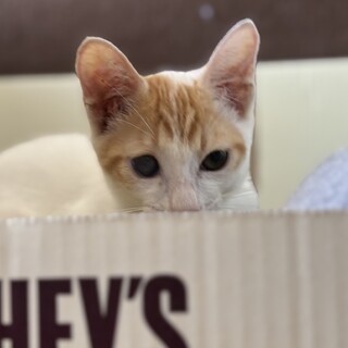 生後3.5ヶ月　無邪気な茶白くん（目に障害あり）