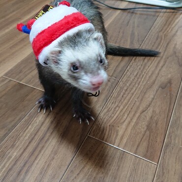 ６歳になりました