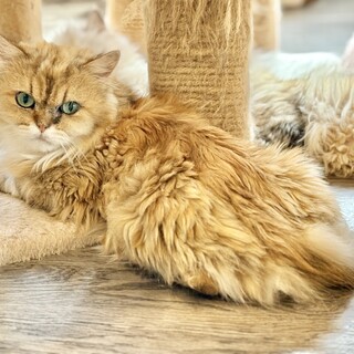 推定2023年生れ ペルシャ系 ♂ 通勤急行くん♡