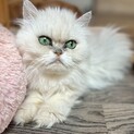 推定2020年生 ペルシャ系 ♂ ながいもくん♡