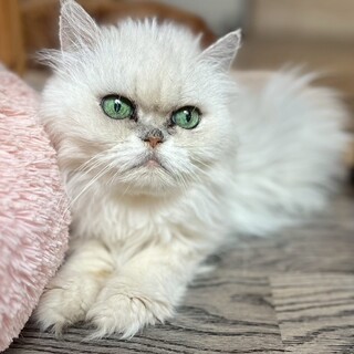 推定2020年生 ペルシャ系 ♂ ながいもくん♡