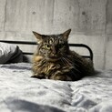 見た目カッコいい系、性格穏やか甘えた系猫さん