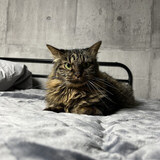 見た目カッコいい系、性格穏やか甘えた系猫さん