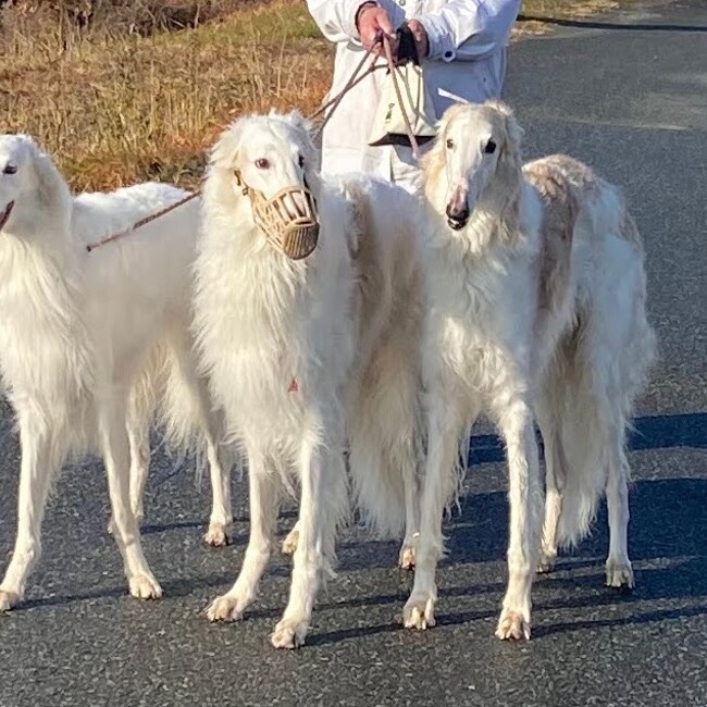 ネリパパのカバー写真