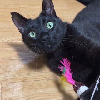 黒猫のバルトくん（相模原市生活衛生課）