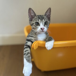 友好的接しやすい☆あんくん♂4ヶ月