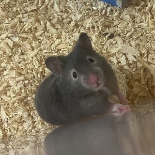 ゴールデンの里親募集3匹！1匹ずつ対応します。