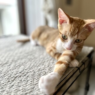 遊ぶの大好き★ぱんくん♂4ヶ月