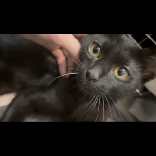 お腹だしてゴロゴロくん☆丸しっぽのマルちゃん