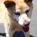高齢者◯優しいシニアわんちゃん