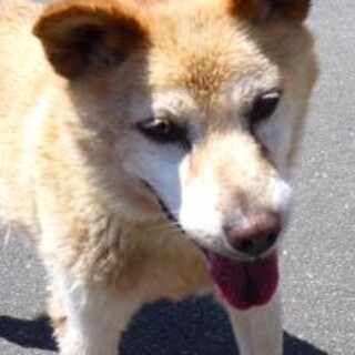 高齢者◯優しいシニアわんちゃん