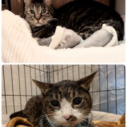 ［くりまんじゅう君］［もなか君］の医療について