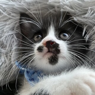 元気で活発、食いしん坊の男の子、カツオです♡