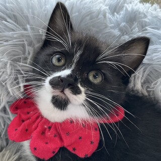 元気で活発、甘えん坊の女の子、ワカメです♡