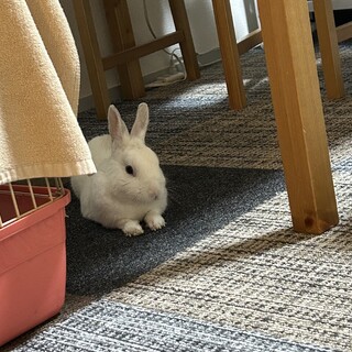 ミニうさぎ　男の子