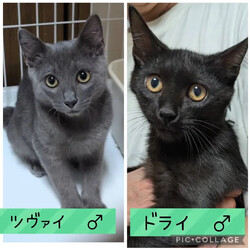 保護猫譲渡会@碧南市