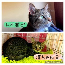 保護猫譲渡会@高浜市