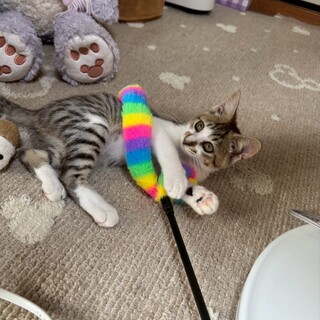 甘えん坊アピール上手なお姫様♡みーこ