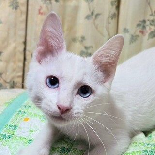 9/14さいたま市南浦和参加　ラブちゃん