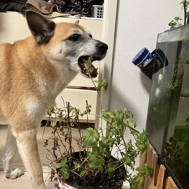 ミント大好き