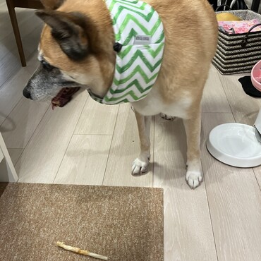 冷えるワン