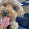 可愛いトイちゃん　美人トイプードル　ななちゃん サムネイル4