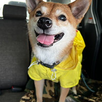 茅軍曹(愛称グンちゃん)