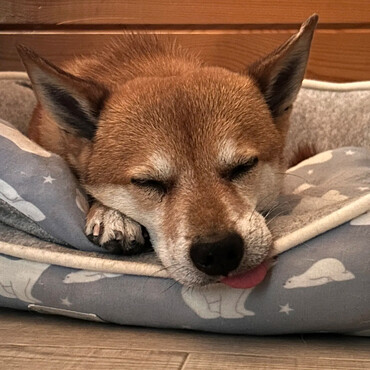 ほとんど歯がないせいか気が緩むと舌が出てしまいます
