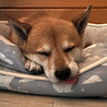 ほとんど歯がないせいか気が緩むと舌が出てしまいます