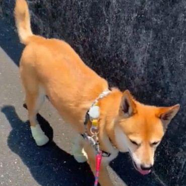去年から靴デビュー。薄めの靴はなんとか履いてくれました。