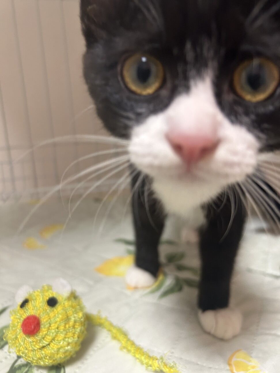 【黒白3姉弟】好奇心旺盛な鈴ちゃん サムネイル7