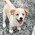 頼りない表情が可愛い　ろってちゃん