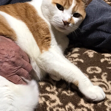 ちびです。お股でまったり中