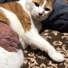 ちびです。お股でまったり中