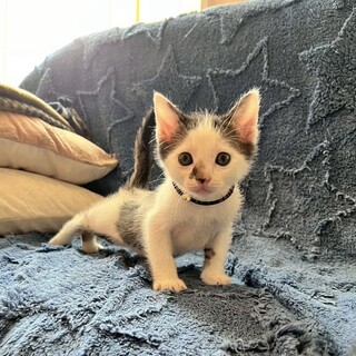 生後1ヶ月可愛すぎる「まめだいふくくん」