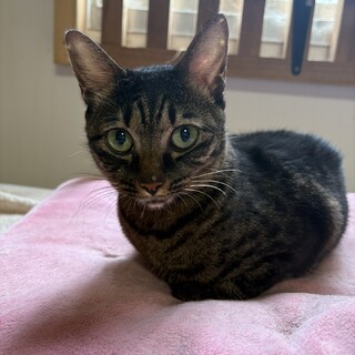 かわいいキジ虎　オコメちゃん